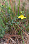 Fourpetal St. Johnswort